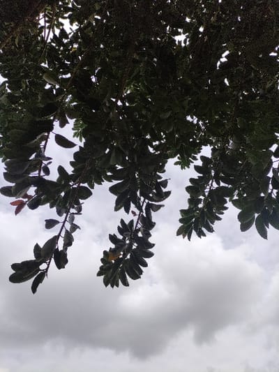 A tree canopy fills the frame, its dark green leaves silhouetted against a cloudy, overcast sky. Branches extend from the lower left to the upper right, densely covered with foliage. The leaves are large and oval-shaped. The sky is gray, with heavy clouds obscuring the sunlight, creating a muted and slightly somber atmosphere. The composition offers a low-angle perspective, looking up into the tree and sky.