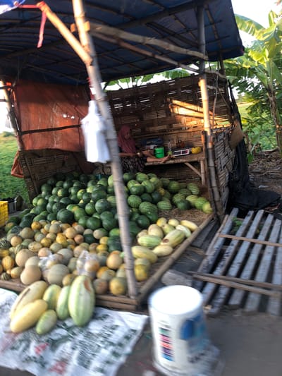An outdoor fruit stand is captured in Glagah Arum, Indonesia. The stand features a weathered bamboo structure with a blue tarp roof, supported by wooden poles. A woman, partially visible and wearing a headscarf, sits inside the stand, attending to the fruits. Large piles of watermelons and various types of melons are displayed, with some fruits also placed on a white cloth in the foreground. The stand is situated near lush green vegetation, including banana trees, suggesting a rural or semi-rural setting. Wooden planks, possibly part of a walkway or another structure, are visible to the right of the stand. A white bucket with colored labels is in the lower right corner of the image. The lighting suggests it is either early morning or late afternoon, with sunlight casting shadows.