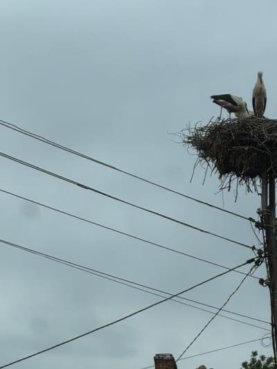In Sarantsi, Bulgaria, two storks are nesting on a utility pole amidst a network of overhead wires under a gray, overcast sky. The nest, a large, messy construction of twigs, is perched atop the pole. One stork stands tall and alert, its white plumage contrasting with its dark legs and beak. The second stork is partially obscured, its head bent as if foraging or attending to something within the nest. The utility pole itself is a vertical structure with insulators and wires extending outwards, crossing the frame and creating a visual barrier. In the lower left corner, a portion of a brick chimney is visible, hinting at nearby human habitation. The overall scene depicts a typical urban or semi-urban environment where nature and infrastructure intersect.