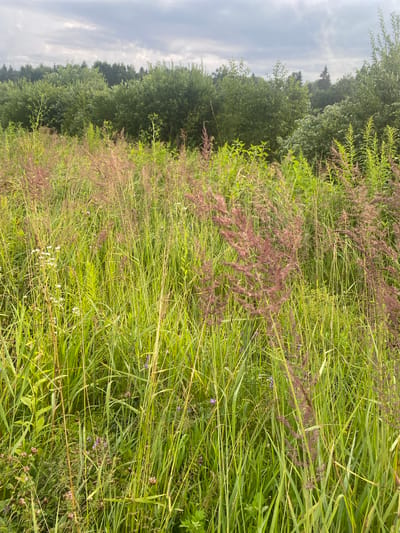 A medium shot captures a field of tall green grass with some reddish-brown seed heads. In the background, a dense line of green trees forms a treeline under a cloudy sky. The scene appears to be a natural landscape, likely in a rural or park area, outside of the immediate urban environment of Заволжский, Russia. There are no people or specific man-made structures visible in the frame. The focus is on the natural vegetation and the atmospheric conditions.