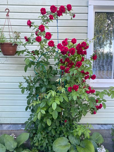 The image shows a close-up view of a climbing rose bush with numerous vibrant red roses and green foliage. The bush is growing vertically against a light green, horizontally paneled siding wall. A white-framed window is visible on the right side of the image, reflecting the surrounding trees. To the left, a brown hanging planter filled with greenery is suspended by a dark hook. In the foreground, large green hosta leaves are visible, some with small white flowers. The overall scene depicts a garden setting, likely in a residential area of Vyshkov, Russia, characterized by the combination of architectural elements and lush vegetation.