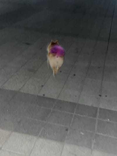 A small, light-colored dog with a bright purple patch of fur on its hindquarters is walking away from the camera. The dog is on a paved surface made of large, rectangular grey stones. The ground appears to be wet, with many small reflections visible. The background is dark and out of focus, suggesting it is nighttime or a dimly lit area. The image was taken in Varnavinskoe, Russia.