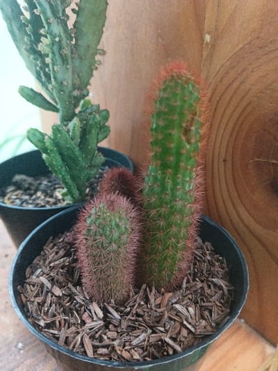 The image displays a close-up, slightly elevated view of multiple potted cacti in what appears to be an indoor or sheltered outdoor setting in Munyati, Zimbabwe.

In the foreground, a black plastic pot contains three columnar cacti and is topped with a layer of light brown wood chip mulch. The prominent cactus on the right is green, elongated, and densely covered with reddish-orange spines, exhibiting minor irregularities on its surface. To its left, a shorter, stouter green columnar cactus is visible, featuring dense, darker reddish-brown spines. A smaller, dark reddish-brown, partially obscured globular or short columnar cactus is situated behind and between these two.

In the background, behind the foreground pot and to the left, a portion of a second black plastic pot is visible. This pot holds a different species of cactus, characterized by lighter green, segmented, and branching stems with small, dark areoles. The soil in this pot is dark, interspersed with small light-colored aggregates.

The background primarily consists of a vertical light brown wooden surface, possibly a wall or furniture, displaying distinct wood grain patterns, including a prominent circular pattern on the right side. To the far left, a blurred, light-colored area, potentially a wall or window, is visible, containing a faint, out-of-focus green linear element. No individuals are present, and no actions or interactions are depicted.