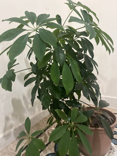 An indoor potted plant, identified as a schefflera, is positioned on a patterned rug against a plain, light-colored wall. The plant, with its characteristic palmate leaves, appears healthy and is well-lit, casting a shadow on the wall. The pot is a light brown, circular planter. The scene is indoors and likely in a residential setting. There is no indication of the location being in the city of Kayirma, Kyrgyzstan.