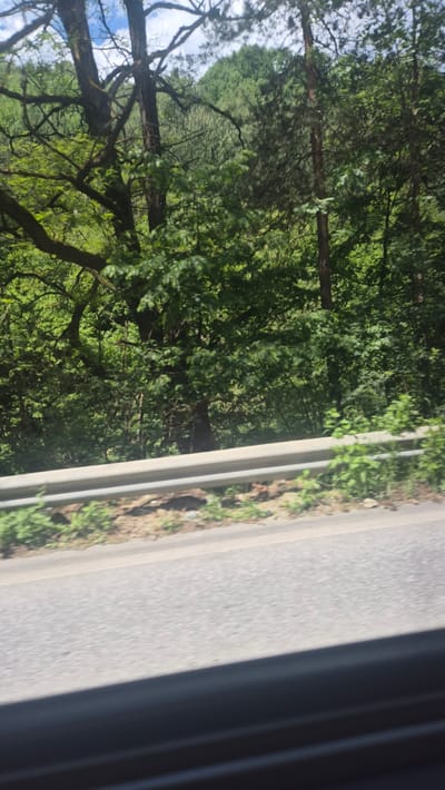 This media file shows a view from a moving vehicle, looking out towards a roadside with dense green trees and vegetation. The image is oriented vertically. On the left side of the frame, a thick forest with various trees and foliage dominates the scene, with hints of blue sky peeking through the branches. The trees are a vibrant green, suggesting a warm season. The right side of the frame shows a grey asphalt road, bordered by a strip of grass and some scattered dirt. The road appears to be empty of any vehicles. A dark, shadowy area on the far right suggests the interior of the vehicle from which the photo was taken, possibly a car window frame or a curtain. The lighting suggests it is daytime, likely late morning or afternoon, with the sun illuminating the foliage. The setting appears to be a rural or natural area, possibly a road winding through a forest. There is no visible text. The overall impression is one of a scenic drive through a verdant landscape.