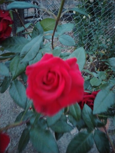 A close-up, slightly blurred shot captures a vibrant red rose in bloom. The rose is the central focus, with its petals unfurled and a distinct spiral pattern at its center. Surrounding the rose are lush green leaves, some of which are also slightly out of focus. In the background, a chain-link fence is visible, partially obscured by foliage. Beyond the fence, a dense area of green plants and some dry earth or debris can be seen. The lighting suggests it may be daytime, but the overall atmosphere is subdued. There are no people or animals visible in the image. The scene appears to be an outdoor garden or natural area, possibly in the vicinity of Аснежыцкі сельскі Савет, Belarus, given the mention of the location.
