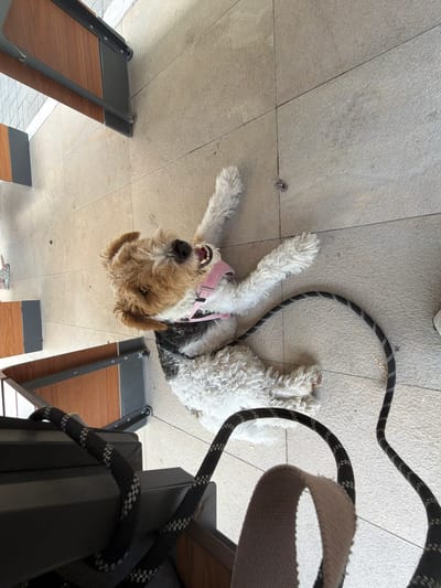An upside-down, wire-haired terrier with a pink harness lies on a tiled floor, panting with its tongue out. Its fur is a mix of white, black, and tan. A black and white patterned leash is draped over its body and extends out of frame. The dog appears relaxed and happy. The setting is outdoors, likely a public space with benches made of wood and dark metal. The tiled floor is light gray and appears to be clean. The lighting suggests it is daytime, possibly sunny. There are no people visible in the frame.