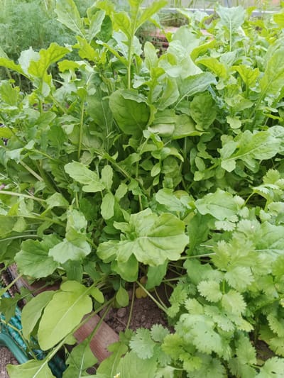 This media file captures a close-up, eye-level view of a lush garden bed filled with various green leafy vegetables. The primary subjects are the plants themselves, dominated by arugula with its distinct, lobed leaves and visible stems. Interspersed among the arugula, especially in the lower right portion of the image, is cilantro, recognizable by its feathery, delicate leaves. The plants are densely packed, suggesting a healthy and vibrant growth.
The scene is set outdoors, likely in a garden or a raised planting bed, as indicated by the soil and some wooden elements visible at the bottom and side. The lighting suggests it is daytime, with diffused light indicating either overcast conditions or the presence of overhead cover like a greenhouse, which is hinted at by a faint structure in the background. There are no people or animals present.
Notable details include the freshness of the leaves, with some appearing dewy, suggesting recent watering or morning dew. The texture of the arugula leaves varies from smooth to slightly ruffled, and their color ranges from a bright, almost yellow-green to a deeper, richer green. The cilantro leaves are a lighter, more vibrant green. The overall impression is one of abundant growth and natural beauty.
There is no visible text in the image. The location context of Suvorov, Russia, provides a geographical setting for this image of a home garden.