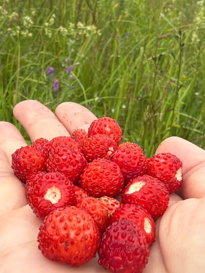 In Kerro Massiv, Russia, a close-up shot captures a hand holding a cluster of wild strawberries. The berries are small, bright red, and covered in visible seeds. The hand, with visible fingerprints, is gently cupped, showcasing the harvested fruit against a backdrop of lush green grass and faint purple wildflowers. The lighting suggests an outdoor setting, likely during daylight hours. The focus is sharp on the strawberries and the hand, while the background is softly blurred.