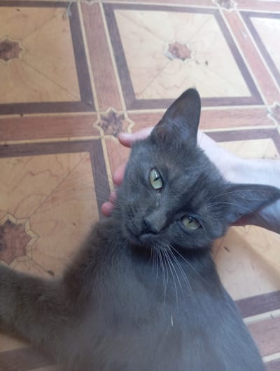 A close-up, high-angle shot captures a sleek, dark grey cat with striking yellow-green eyes lying on a patterned floor. The cat's head is tilted, and its gaze is directed slightly upwards and to the left. A human hand is visible, gently stroking the cat behind its ear. The floor exhibits a geometric pattern of light and dark brown wood-like tiles, with star-shaped inlays. The lighting is natural, suggesting an indoor setting during the daytime. This scene is located in Nurabad, Uzbekistan.