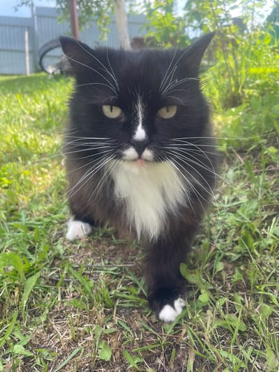 A medium shot shows a black and white cat sitting in grass outdoors. The cat faces the camera directly with its green eyes open. It has long white whiskers and a white patch on its chest and nose. The cat's fur is dark brown and black with a white chest. Its paws are white. The background is blurred green foliage, and a grey fence is visible to the left. The scene is set in a garden.