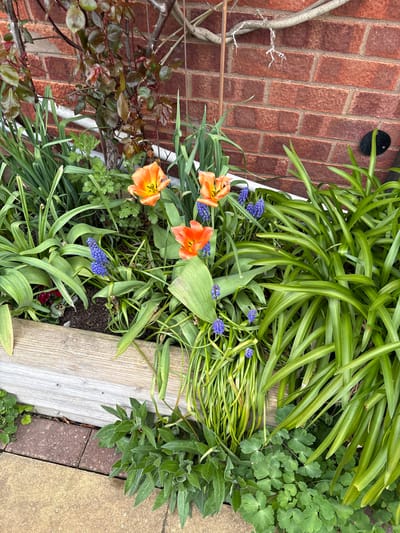 The image shows a garden bed in Longden, United Kingdom. The bed is filled with various plants including orange tulips, blue grape hyacinths, and long-leaved foliage plants. A wooden plank borders one side of the bed, and brickwork is visible nearby. There are no people visible.