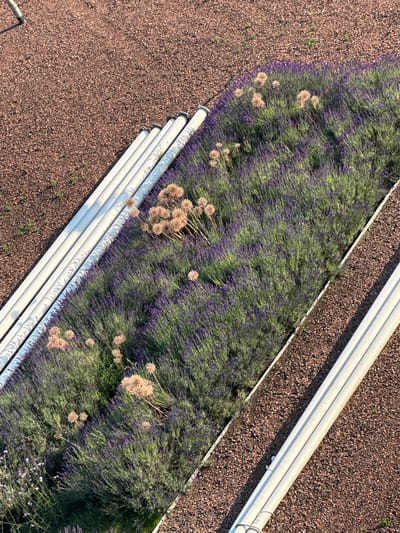 The image depicts a close-up, overhead view of a raised garden bed filled with lush lavender plants and interspersed with dried Allium flowers. The garden bed is bordered by gravel. Two sets of parallel, light-colored pipes are visible, one running along the top left edge of the frame and another along the bottom right edge. The pipes appear to be made of a smooth material, possibly plastic or painted metal. The lighting suggests it is daytime, with shadows cast by the pipes onto the gravel. The location is specified as the city of Staphorst, Netherlands. There are no people or animals visible in the image.