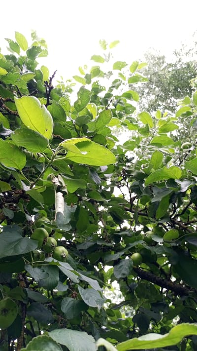 The image depicts a close-up view of an apple tree laden with small, green apples. The branches are covered in lush, green leaves, some of which have small holes, possibly indicating insect activity. The perspective is from below, looking up through the canopy towards a bright, overcast sky. The lighting suggests it is daytime, and the overall atmosphere is one of natural abundance. In the background, out-of-focus foliage hints at a wooded or garden setting. There is no visible text in the image. The location context of Юдино, Russia, places this scene in a natural environment within that region.