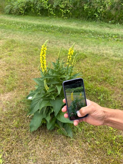 A hand is holding a smartphone, capturing a photograph of a tall, green plant with yellow flower spikes. The plant is situated in a grassy area with other green foliage in the background. The scene appears to be outdoors, likely in a garden or park setting, in Upeslejas, Latvia. The smartphone screen displays a view of the plant, with camera interface elements visible. The overall impression is one of documenting nature.