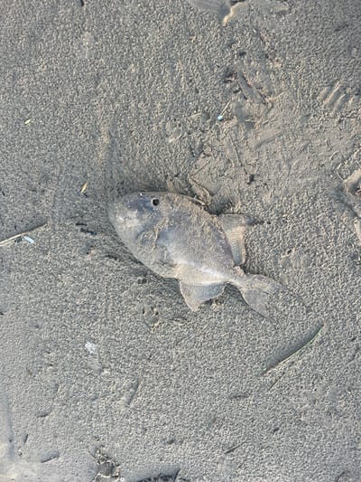 An overhead shot captures a deceased fish lying partially buried in coarse, light-colored sand. The fish, appearing grayish-white and covered in sand, is positioned diagonally across the frame, with its head towards the bottom-left and tail towards the top-right. Its body appears somewhat flattened and desiccated, indicative of being out of water for some time. A distinct dark, circular indentation marks the location of its eye. Visible fins, including the dorsal, pectoral, and caudal fins, are also coated in sand.

The sandy ground around the fish shows textured ripples and indentations, possibly from water or previous movement. Scattered throughout the sand are small pieces of debris, such as dried blades of grass and tiny dark specks that could be small pebbles or organic matter. The lighting suggests it is daytime, with shadows indicating direct sunlight from an unseen source, creating contrasts on the textured sand and the fish's form. No human activity or identifiable human objects are present, emphasizing a natural, possibly coastal, scene. The image lacks any visible text. Given the location context of Saint-Nic, France, the scene likely depicts a fish washed ashore on a beach.