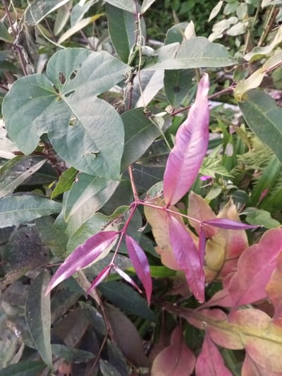 The scene is a close-up botanical view of mixed foliage in Sa Hti Law (3), Myanmar. The central subject is a cluster of lanceolate, reddish-purple leaves emerging from a stem in the mid-right. Multiple mature green leaves surround this cluster; one large, dark green, trilobed leaf in the upper-left exhibits several perforations and irregular edges consistent with insect predation. Numerous small, dark insects, identified as aphids, are present on the stems supporting the reddish-purple leaves. Background elements consist of blurred green and pale-yellow foliage. No human subjects or artificial objects are present. The environment is an outdoor, vegetated area under natural lighting.