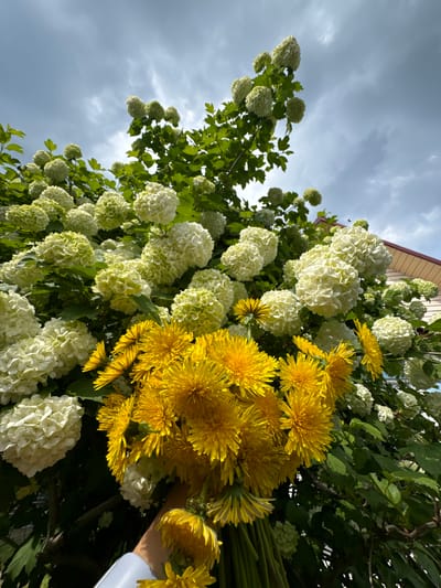 A low-angle shot captures a bouquet of bright yellow dandelions held by a person's hand in the foreground, set against a backdrop of abundant white snowball viburnum flowers and lush green foliage. Above, a cloudy sky looms, with a hint of a building's roofline visible on the right. The scene is likely located in Malaya Kuskunka, Russia, given the context.