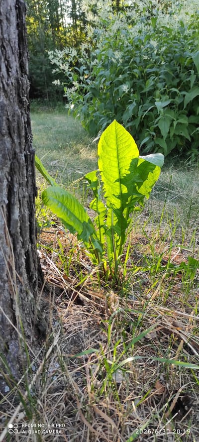 This image depicts a close-up view of a tree trunk on the left, with a patch of vibrant green leaves illuminated by sunlight in the center. The leaves appear to be from a broad-leafed plant, possibly a weed, with visible veins and water droplets. The ground around the plants is covered with dry grass, twigs, and some fallen pine needles. In the background, there is a dense growth of leafy plants, some with small white flowers, and further back, a blurred forest can be seen. The scene is set in a natural outdoor environment. The metadata indicates the image was taken on June 30, 2026, at 20:19. The location is specified as Joutsa, Finland. There are no people or animals visible in the image, and no discernible actions or interactions are occurring. The lighting suggests it is late afternoon or early evening.