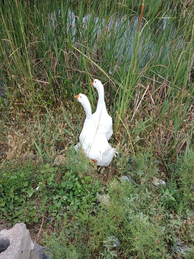 Two white geese are standing near the water among tall green reeds and dry grass. One goose stands slightly behind the other, with its head turned to the right, looking away from the camera. The goose in front is facing to the left, with its head held high and looking forward. Both geese have orange beaks and are mostly white in plumage. The environment appears to be a natural setting with a body of water obscured by the reeds. Some litter is visible on the ground amongst the vegetation.