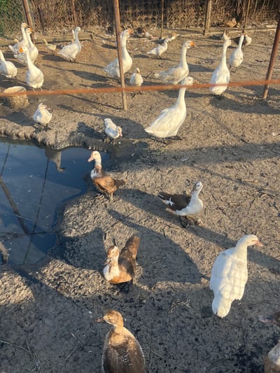 The image depicts a flock of domestic geese and ducks in an outdoor enclosure with a muddy ground and a small pool of water. The enclosure appears to be fenced with wire mesh and metal posts. In the background, a dense hedge or thicket can be seen. Sunlight casts shadows across the ground, suggesting it is either morning or late afternoon. Several white geese are prominent, some standing and others walking. There are also several brown and white ducks, including one near the water's edge. The scene suggests a farm or rural setting, likely in the city of Yanovo-Grushevsky, Russia.