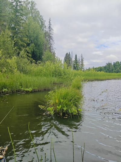 The image depicts a serene natural landscape at the Detskii Dom (Bashenino) in Russia, likely during the summer. The foreground is dominated by a body of dark, reflective water, with several tall green reeds emerging from its surface. To the left and background, a lush bank is covered in dense green vegetation, including tall grasses and various trees. The trees on the far left are a mix of deciduous and coniferous types, their foliage a vibrant green. A cluster of dead, bare trees stands among the living ones, adding a touch of starkness to the scene. The water itself is calm, with gentle ripples and reflections of the surrounding greenery and the overcast sky. The sky is a soft grey with patches of white clouds, suggesting a mild, possibly humid day. The overall impression is one of natural tranquility and abundance, characteristic of a wetland or lakeside environment in a rural setting.