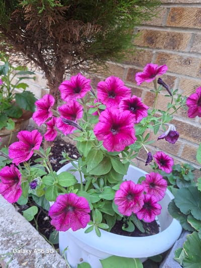 A cluster of vibrant pink petunias are in full bloom in a white pot. The petunias have deep purple centers and delicate veining on their petals. Behind the flowers, a brick wall provides a warm, earthy backdrop, and a portion of a conifer tree is visible, with its textured bark and green foliage. The image appears to be taken in a garden setting in the city of Greater London, United Kingdom.