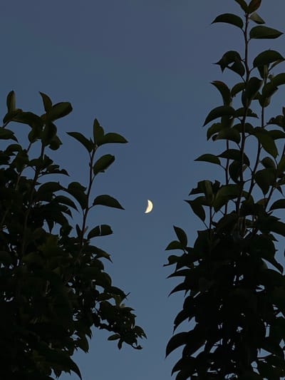 The image depicts a crescent moon visible in a twilight sky, framed by the dark silhouettes of tree branches and leaves. The sky is a deep, muted blue, suggesting the transition from day to night. Two prominent clusters of foliage, one on the left and one on the right, create a natural frame for the celestial body. The branches are dark and appear to be from deciduous trees. The overall scene is serene and natural, with no signs of human presence or urban elements. The location is identified as Cairaclia, Moldova.