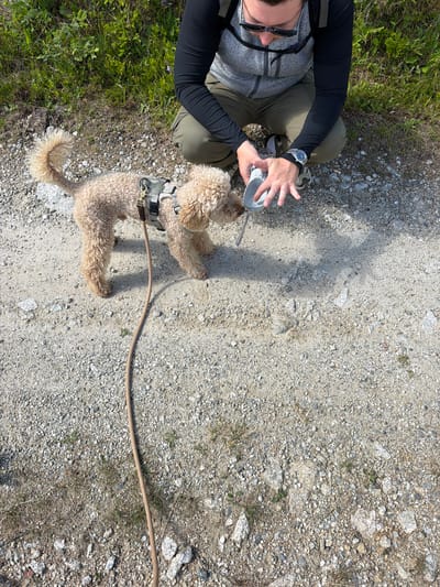 An adult kneels on a gravel path next to a small, light brown poodle wearing a harness and leash. The adult is wearing sunglasses, a gray zip-up jacket over a black long-sleeved shirt, and olive green pants. They are holding a gray dog bowl, and their left hand is extended towards the dog, which appears to be drinking from the bowl. The background consists of green grass and vegetation. The scene takes place outdoors.