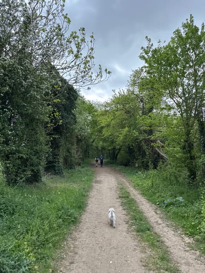 The image depicts a dirt path winding through a wooded area in East Cambridgeshire, United Kingdom. On the path, a white dog is walking ahead, and two figures, potentially people, are walking further down the path. The path is bordered by lush green vegetation, including trees and bushes. The sky is overcast with cloudy conditions.