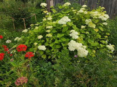 The image depicts a lush garden scene in Treste, Russia, dominated by a large, mature hydrangea bush with abundant white, globe-shaped blooms and vibrant green foliage. In the foreground, a chain-link fence runs across the frame, partially obscuring a collection of red geraniums and some delicate pink flowers. The background features a weathered wooden fence and dense, varied greenery, including some darker foliage that appears to be peony plants, supported by a wooden structure. The overall impression is one of a well-established, somewhat wild garden during the daytime. There are no people or animals visible in the image.
