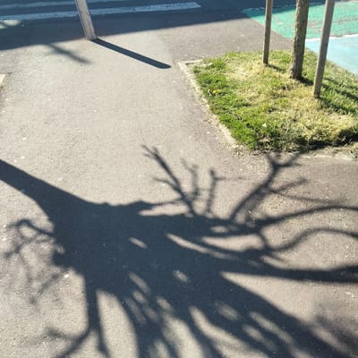 The image shows a section of pavement in Leers, France, featuring a pedestrian crosswalk. A shadow of a tree with detailed branching patterns is cast across the pavement, dominating the lower portion of the frame. Adjacent to the pavement is a patch of grass with three tree trunks. A thin metal pole casts a distinct shadow on the pavement near the crosswalk marking. The lighting suggests a sunny day.