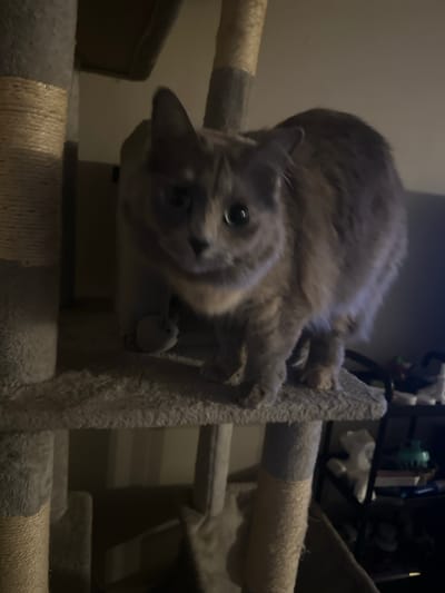 A grey cat is perched on a multi-level cat tree. The cat tree is covered in grey carpet and sisal rope. The cat is looking directly at the camera with its eyes wide open. A small grey toy mouse is visible on the cat tree, near the cat. The background is dimly lit, with some shelving and objects visible on the right side of the image. The scene appears to be indoors, in a residential setting. There is no discernible location information for Edmonton, Canada.