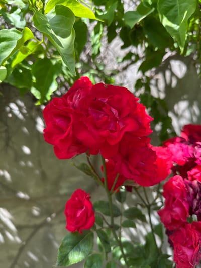 A close-up photograph displays a cluster of vibrant red roses intertwined with green foliage. The roses are in varying stages of bloom, with some fully open and others appearing as smaller buds. The background is a blend of shaded light and textures, giving an impression of an outdoor setting, possibly against a building wall. The exact location within Ariel, Palestinian Territories, cannot be determined from the visual information provided. No people are visible in the image.
