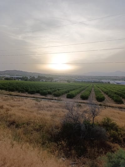 The image shows a view of agricultural fields and distant buildings under a hazy sky at sunrise or sunset. In the foreground, dry, golden grass covers a slope. A cluster of dry, bare-branched bushes and some greener vegetation is visible in the lower right quadrant. Beyond this, a field of neatly arranged green trees, likely an orchard, stretches into the middle ground. The trees are planted in rows with visible pathways between them. In the distance, a sprawling complex of modern buildings with white roofs and large structures can be seen. The background consists of rolling hills and mountains under a pale sky where the sun is a bright, diffused light source, possibly obscured by haze or clouds. Multiple power lines stretch horizontally across the upper portion of the image. The scene appears to be located in Santomera, Spain, likely in a rural or semi-rural area bordering the town. No people or animals are visible in the frame.
