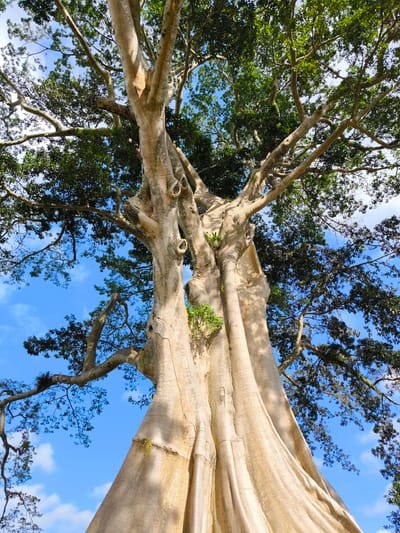 Captured from a low angle, the image presents a towering, pale-barked tree against a backdrop of a partly cloudy blue sky. The tree's massive trunk appears to be composed of multiple fused stems, with its branches extending outward and upward, supporting a canopy of green leaves. Small plants or growths are visible on the trunk. The sky, visible through the branches and leaves, is a vibrant blue, dotted with scattered white clouds. The image was taken in Tua, Indonesia.