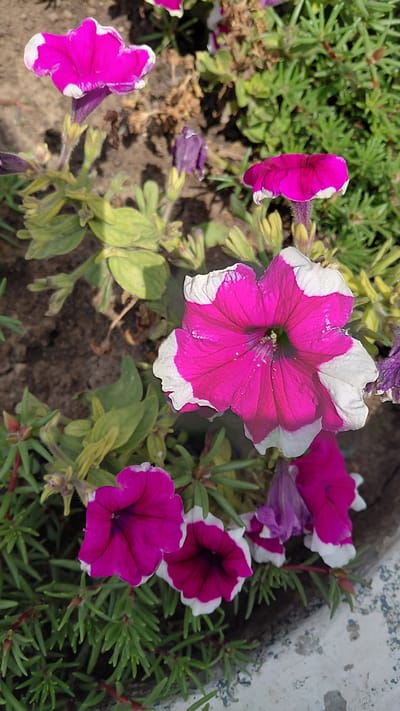 This is a close-up, high-angle shot of several bright pink and white petunia flowers in bloom, set against a backdrop of green foliage and dark soil. The flowers are the primary subjects, with their ruffled petals and contrasting colors being the focal point. Some of the petunias are fully open, revealing their deep pink centers and white-edged petals, while others are partially closed or are buds. The green plants surrounding them appear to be a mix of petunia foliage and other ground cover plants. The overall impression is one of a vibrant, sunlit garden.

The image depicts a natural outdoor setting, likely a garden bed or a planter. The lighting suggests it is daytime, possibly mid-morning or afternoon, with the sun casting clear illumination on the flowers and casting some shadows. There are no people visible in the image. The setting hints at a warm climate that would support such flowering plants. The texture of the soil and the weathered concrete edge in the upper right corner provide additional environmental context. No text is visible in the image. The scene conveys a sense of natural beauty and the thriving life of the flowers. The location context of Kerben, Kyrgyzstan, places this scene in Central Asia, known for its diverse landscapes and seasons.