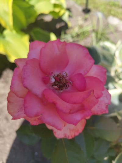 A close-up, top-down view shows a vibrant pink rose in full bloom. The petals are layered and soft, with subtle variations in shade from a deep pink at the edges to a lighter pink towards the center. The flower's stamen and pistil are visible in the middle, appearing dark brown and detailed. The rose is set against a blurred background of green foliage and a gray, earthy ground. Some parts of the foliage are illuminated by sunlight, creating bright yellow-green patches. The scene appears to be an outdoor garden setting, likely in Pionerskii, Russia, given the presence of a rose and the naturalistic background. There are no people or animals visible in the image.