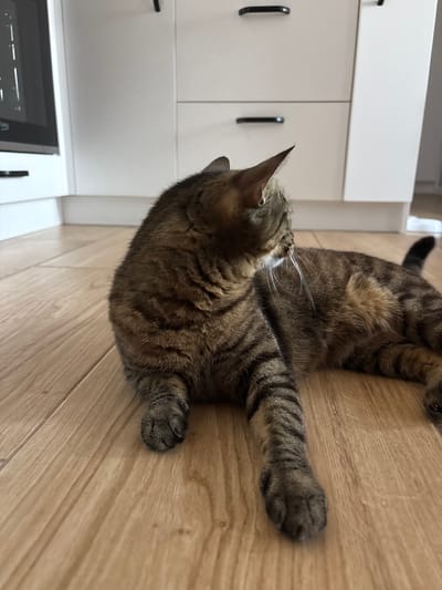 A tabby cat is lying on a light-colored wooden floor in what appears to be a kitchen. The cat is facing to the right, with its head turned slightly away from the camera. Its body is extended, and its paws are resting on the floor. In the background, white kitchen cabinets with black handles are visible. The overall lighting is bright and natural. The location is not specified within the image or the prompt.