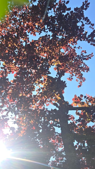 The image shows a close-up view of a tree with reddish-brown leaves against a bright blue sky. Sun flares are visible in the lower left portion of the frame, casting light rays through the foliage. The tree trunk, textured with bark and some moss, is partially visible. The perspective is looking upwards through the branches. The scene is set in Albstadt, Germany, a city known for its natural beauty and surrounding forests. No people or specific landmarks of Albstadt are identifiable in this image.