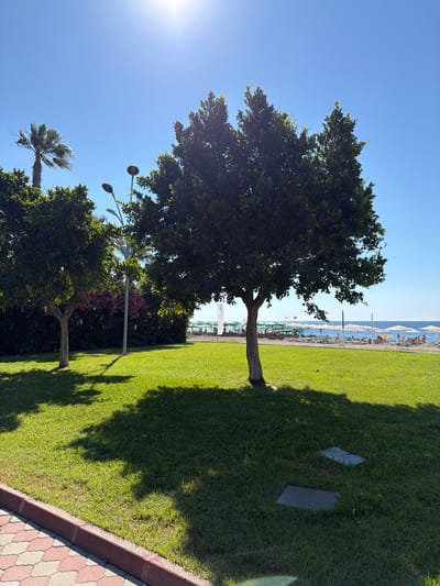 In a bright, sunny outdoor scene in Unknown, Unknown, a well-maintained green lawn occupies the foreground. Two trees are prominent: a larger, fuller tree on the right casts a significant shadow, and a smaller, thinner tree on the left has a lighter shadow. A lamppost with two lights stands between the trees. In the middle ground, a pink flowering bush is visible behind the smaller tree. Beyond the lawn, a beach area is set up with numerous beach umbrellas and lounge chairs, suggesting a resort or public beach. The sea is visible in the background under a clear blue sky, with the sun shining brightly overhead. A palm tree is visible to the far left, behind some foliage. A paved walkway with a red border lines the bottom left of the image. Two rectangular covers are embedded in the grass on the right side of the lawn.