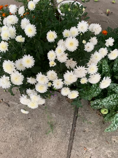 The image captures a close-up view of a cluster of white chrysanthemums with yellow centers, their petals tightly packed. Among them, a few small orange flowers are visible. The plants are set against a backdrop of dark green foliage. The lower portion of the image shows a gray, textured concrete surface, possibly a patio or walkway, with scattered dried leaves and a few small green apples. To the right, there are plants with variegated green and white leaves. The scene appears to be outdoors, possibly in a garden or yard. There are no people or animals visible in the image. The lighting suggests an overcast day. The location in Zvanka, Russia is inferred from the prompt, but not visually ascertainable from the image itself.
