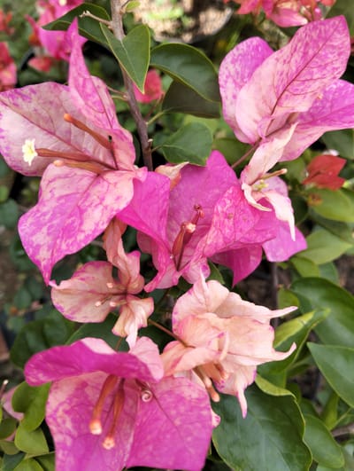 This is a close-up, vertically oriented, eye-level photograph of pink and peach bougainvillea flowers and green leaves. The flowers exhibit variegated patterns of pink and white, with some having a lighter peach hue. The flower stamens are visible, appearing as thin, orange-tipped filaments. The background is blurred, showing more foliage and what appears to be a dark pot or planter. The image was taken outdoors, likely in a garden or nursery setting. There is no indication of the location being in Cotseurani, Indonesia, or any other specific place. There are no people or actions depicted in the image.