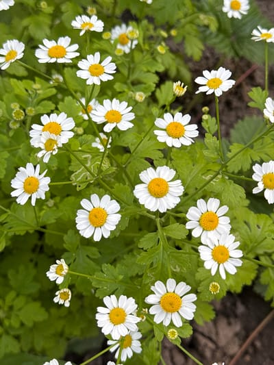 The media file shows a close-up, overhead view of a cluster of white daisies with yellow centers, growing amongst green foliage. The daisies are in various stages of bloom, with some fully open and others in bud. The background is softly blurred, suggesting a natural outdoor setting, possibly a garden or meadow. The lighting appears to be natural daylight, casting gentle shadows. There are no people or animals visible in the image. The overall impression is one of natural beauty and tranquility. The location context provided is Кузнецово, Russia.