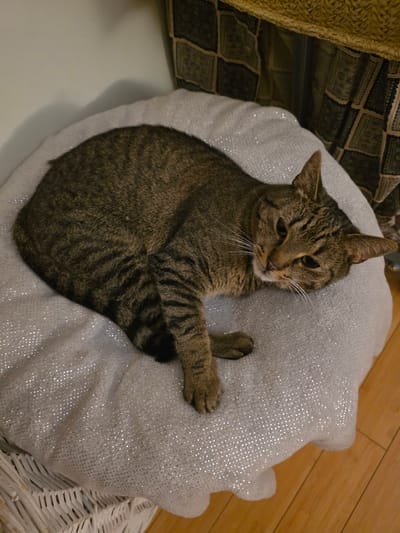 A tabby cat is lying on a white, sparkly cushion. The cat is curled up on its side with its head resting on the cushion and its eyes looking towards the camera. The cat has brown and black stripes and white whiskers. The cushion is round and appears to be on top of a white wicker basket. The background shows a wall with patterned fabric and wooden flooring. The image was taken indoors in a domestic setting in the city of Brzeg, Poland.