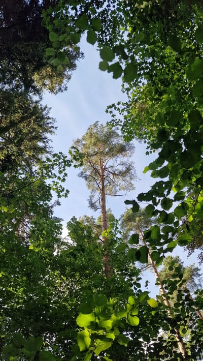The image is an upward-facing shot from within a forest, looking towards a bright blue sky with a few wispy clouds. Several trees are visible, with their canopies forming a frame around the sky. In the center, a tall, slender pine tree stands out, its reddish-brown trunk and sparse branches reaching towards the sky. Surrounding this central pine are other trees, predominantly deciduous trees with dense green foliage. The leaves of these surrounding trees are vibrant green, with some areas illuminated by sunlight filtering through. The overall impression is one of a dense forest, with the sky visible in patches through the leaves. The specific location within Villingen-Schwenningen, Germany, cannot be determined from the visual information provided in the image. There are no people, animals, or discernible human-made objects present in the scene. The environment is natural, characterized by trees and sky.