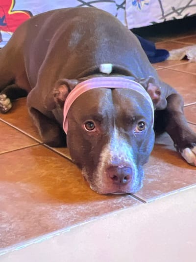 An indoor scene in Gerakas Municipal Unit, Greece, features a dark brown Pit Bull-type dog lying prone on a tiled floor. The dog is positioned with its head resting on the floor, facing directly towards the viewer, and is wearing a light pink fabric headband around its head. It exhibits white markings on its muzzle, extending between its eyes, and on its paws. The floor consists of light brown or terracotta-colored square tiles with dark grout lines. In the blurred background, a patterned fabric with red and yellow elements is visible to the upper left, while a white and dark blue patterned fabric, possibly a bedsheet, appears to the upper right. A dark blue object, potentially a slipper, is partially visible on the tiled floor behind the dog's right leg. A low, white-colored horizontal surface forms the immediate foreground.