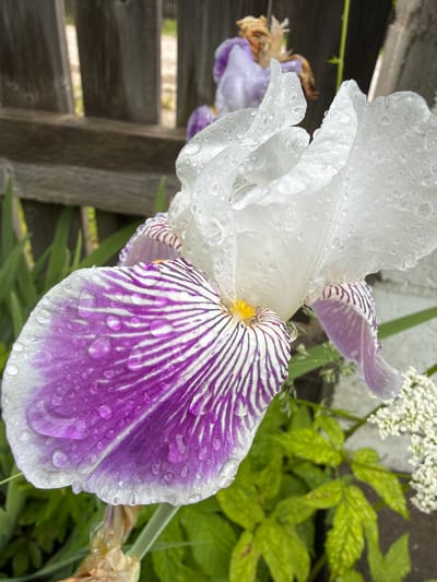 The image is a close-up, eye-level shot of a wet iris flower in bloom, with its white and purple petals speckled with water droplets. The flower is in the foreground, with its intricate patterns clearly visible. In the background, a weathered wooden fence provides a rustic backdrop, with glimpses of greenery peeking through the slats. The overall impression is one of natural beauty and tranquility, with the water droplets adding a sense of freshness and vitality. The location is not specified in the image, and therefore cannot be provided.