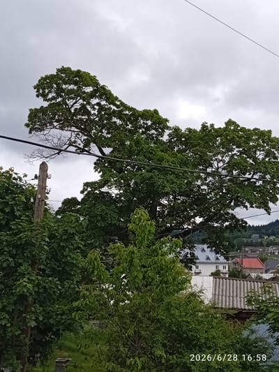 This image shows a cloudy sky with a large tree in the foreground. The tree's branches are thick and leafy, with some thinner, bare branches visible in the upper left portion of the tree. A power line runs across the frame, above the tree. To the left of the tree is a wooden utility pole with insulators. In the background, several buildings with pitched roofs are visible, nestled amongst more greenery and hills. The overall impression is a somewhat overcast day in a semi-rural or suburban area. The date stamp at the bottom right indicates the image was taken on June 28, 2026, at 16:58.