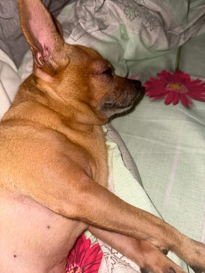 A light brown dog with pointy ears sleeps on patterned bedding. The bedding has floral designs in pink and green. The dog is on its back with its paws raised. The dog's belly is visible, with some small dark spots on the skin. The location is unknown, so information on Vorotynsk, Russia is irrelevant.